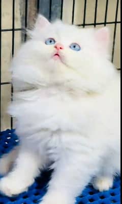 Cat/ Persian/ kittens/ Punch face/ triple coated/′ Blue Eyes/ Baby/