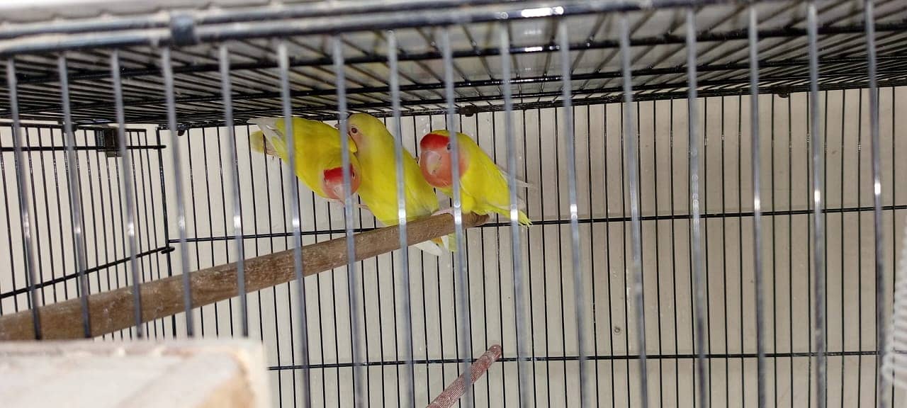 Common Lutino breeder pair 0