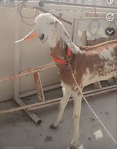 bakri for sale 6dant