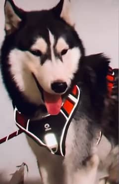 husky