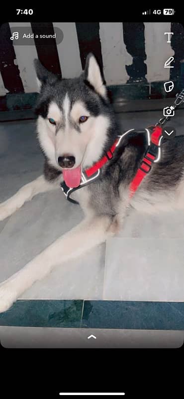 husky full trained and family dog 8