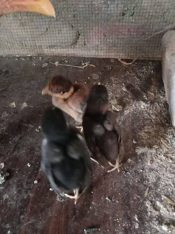 Aseel Hens With Chicks 2