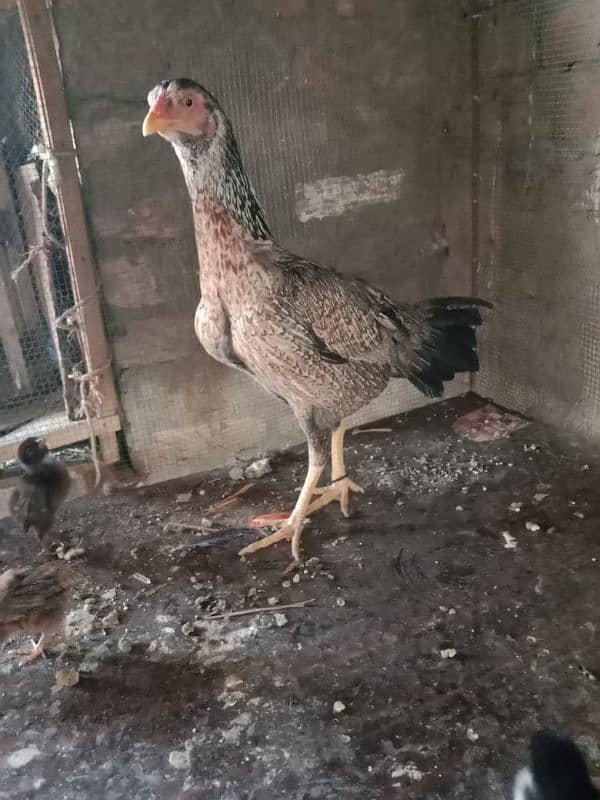 Aseel Hens With Chicks 4