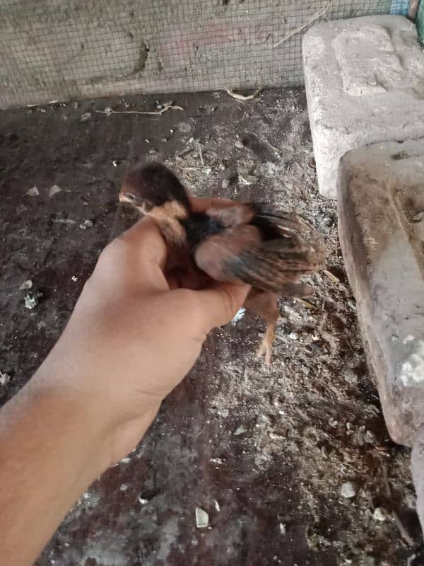 Aseel Hens With Chicks 5