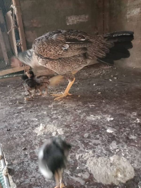 Aseel Hens With Chicks 6