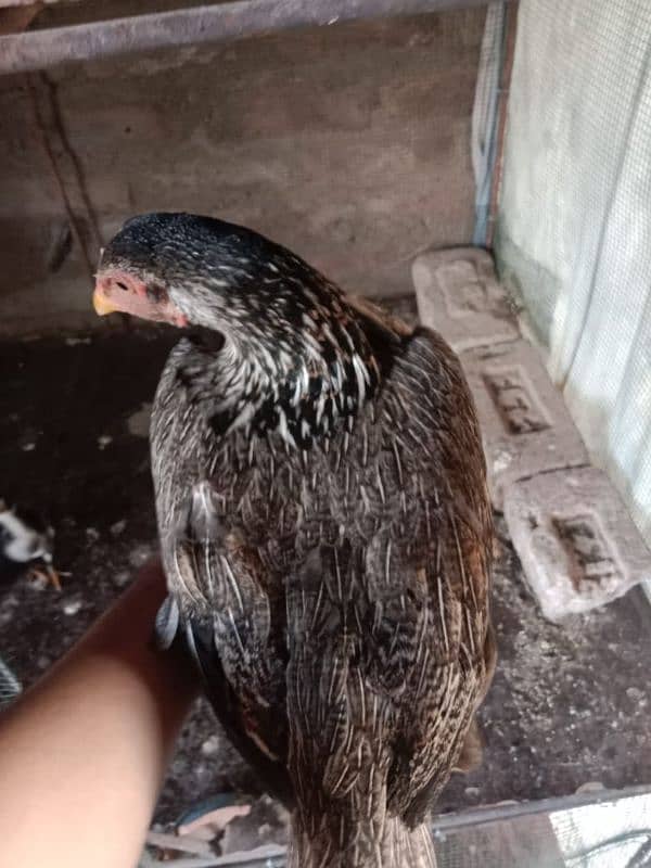 Aseel Hens With Chicks 7