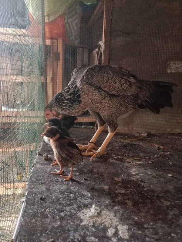 Aseel Hens With Chicks 8