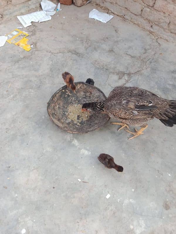 Aseel Hens With Chicks 9