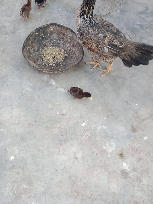 Aseel Hens With Chicks 10