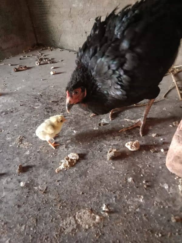 Aseel Hens With Chicks 14