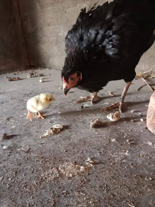 Aseel Hens With Chicks 15