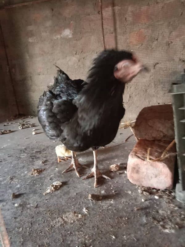 Aseel Hens With Chicks 16