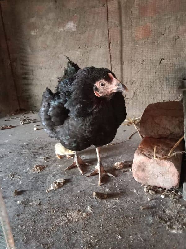 Aseel Hens With Chicks 17