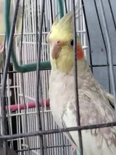 Cream cockatiel/Cocktail for sale