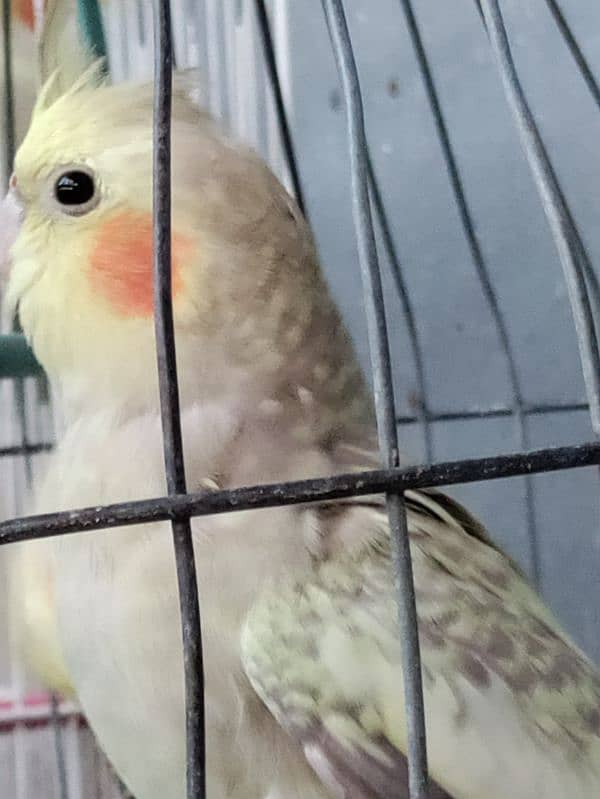 Cream cockatiel/Cocktail for sale 1