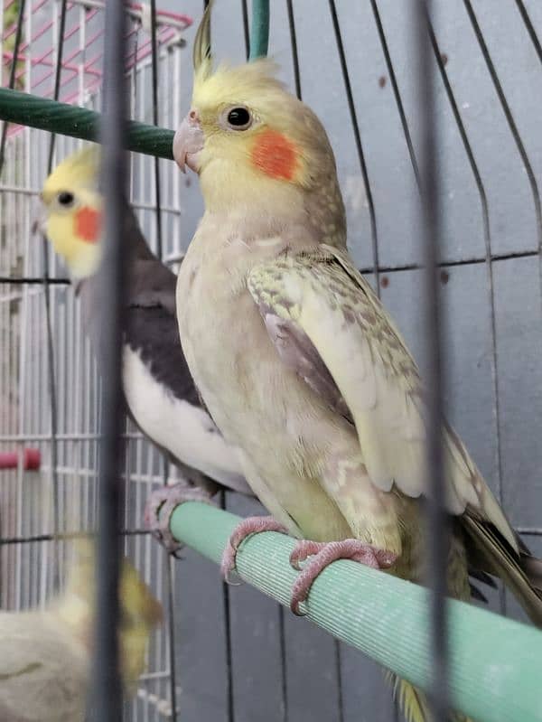 Cream cockatiel/Cocktail for sale 2