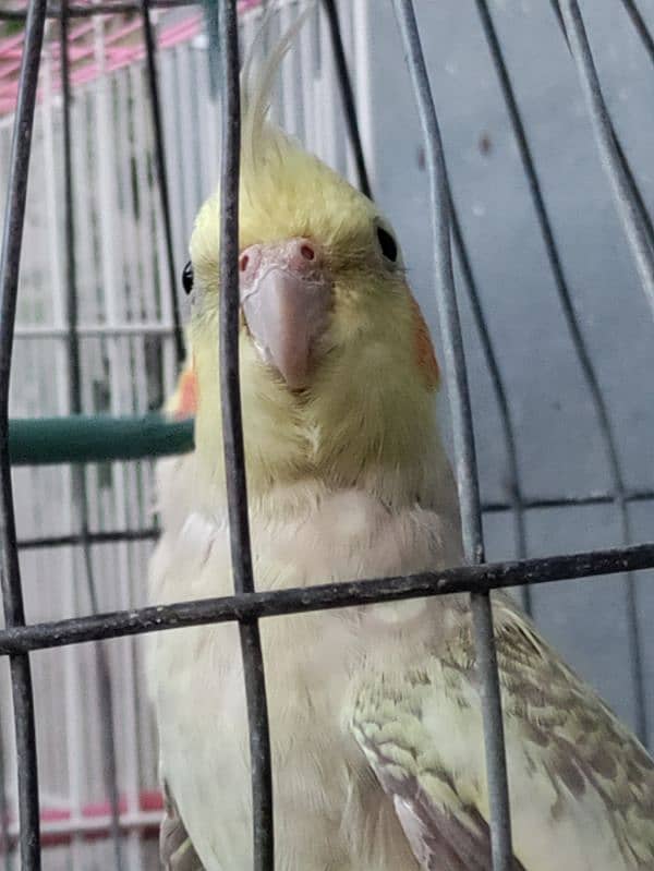 Cream cockatiel/Cocktail for sale 3