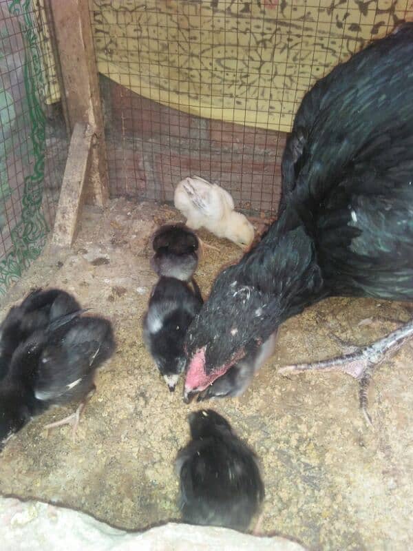 Assalm alikum 7 chicks Aseel thai murgi Mashallah Home breed 1