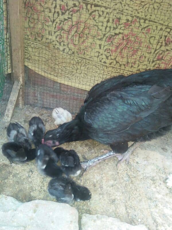 Assalm alikum 7 chicks Aseel thai murgi Mashallah Home breed 2