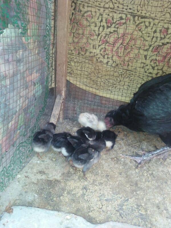 Assalm alikum 7 chicks Aseel thai murgi Mashallah Home breed 3