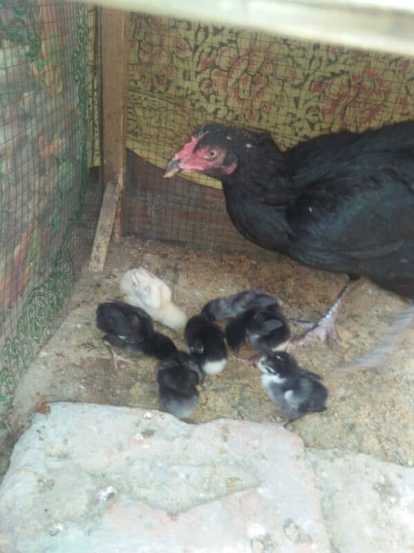 Assalm alikum 7 chicks Aseel thai murgi Mashallah Home breed 4