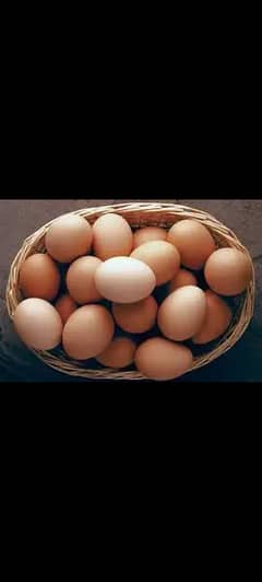 Aseel fertile eggs for sale