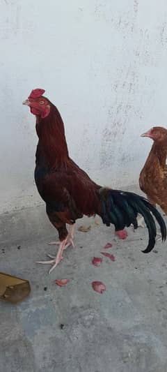 Mianwali Aseel Murgha Murghi, Chicks pure mianwali Available