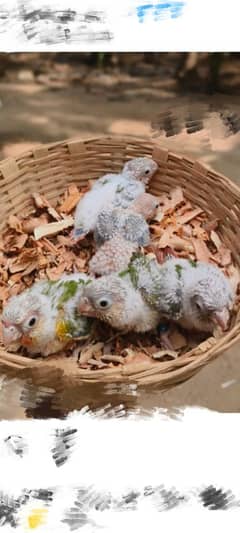 pineapple conure chicks