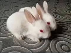 Rabbits Red eyes white color