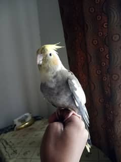 ecopied cocktail bird female