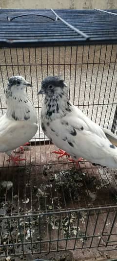 sialkoti 35 wala breeder pair