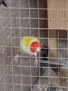 Lutino red eyes Gouldian finch Male