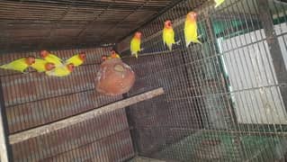 love birds breeder pair available