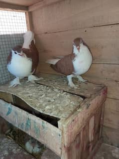 sherazi Pigeons Lal pamoz breder pair with chix