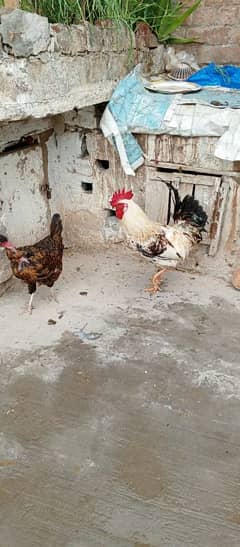 Desi hen