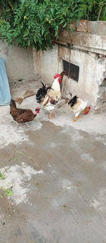 Desi hen 2