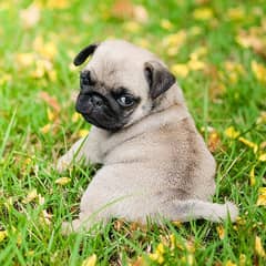 pug