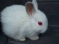 Red eyed white babby rabbit, black and white rabbits