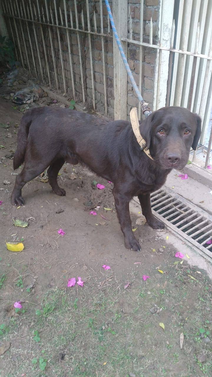 Pedigree British chocolate Labrador I labra dog I Labrador Pair 2