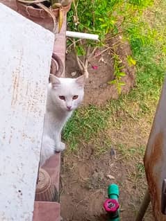 female semi persian.