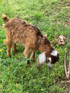 female pathi 2 months cross goat baby