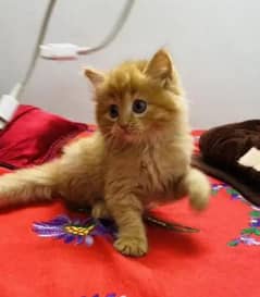 quality Persian panch face cate & kittan male female both available h