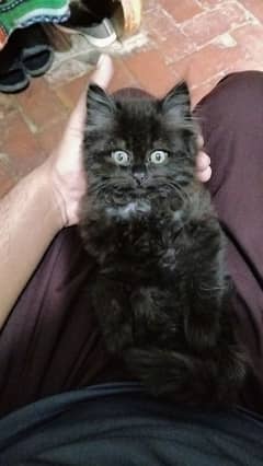 Persian kitten