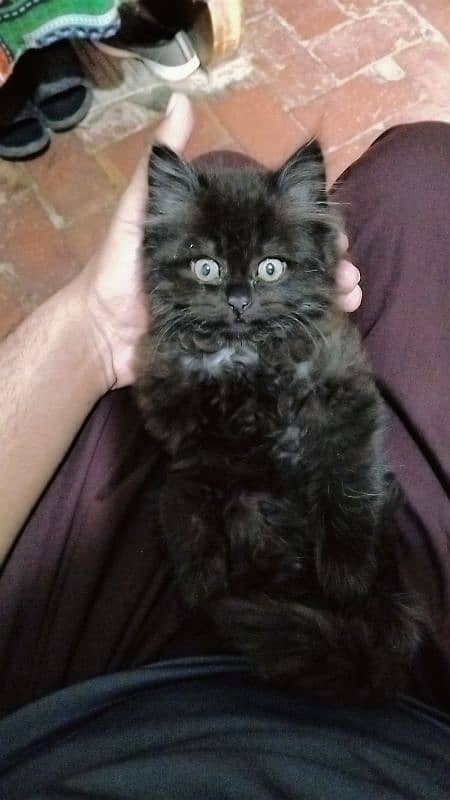 Persian kitten 0