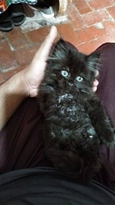 Persian kitten 1