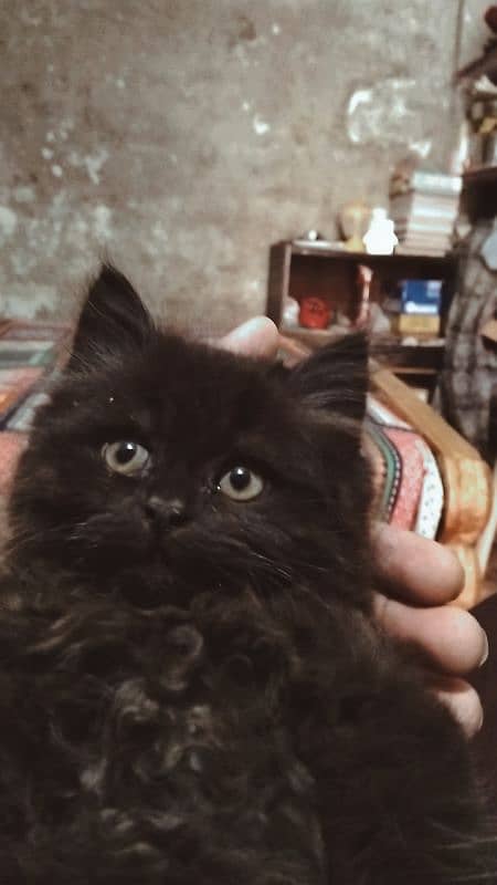 Persian kitten 3