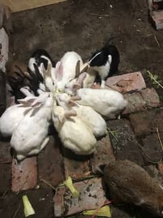 for sale pair rabbits bachi