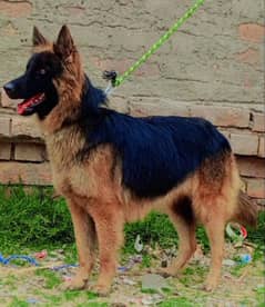 top quality German shepherd female for sale