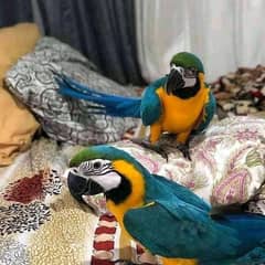 blue macaw parrot baby chicks for sale03378603189