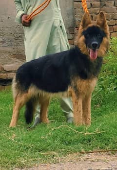 Shepherd Long Coat female /  Gsd dog for sale